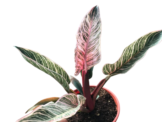 Philodendron Birkin pink Variegata