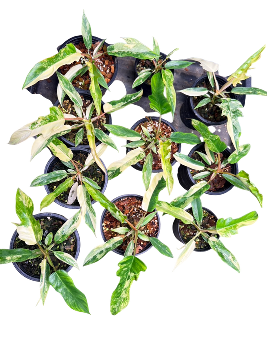 Philodendron Florida Beauty x Tortum Variegated – Set of 10 Plants