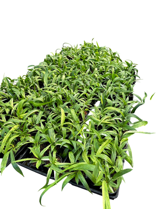 Anthurium Vittarifolium Variegated Set of 10 Plants