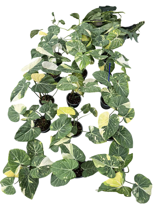 Philodendron Gloriosum Variegated Set of 10 plants