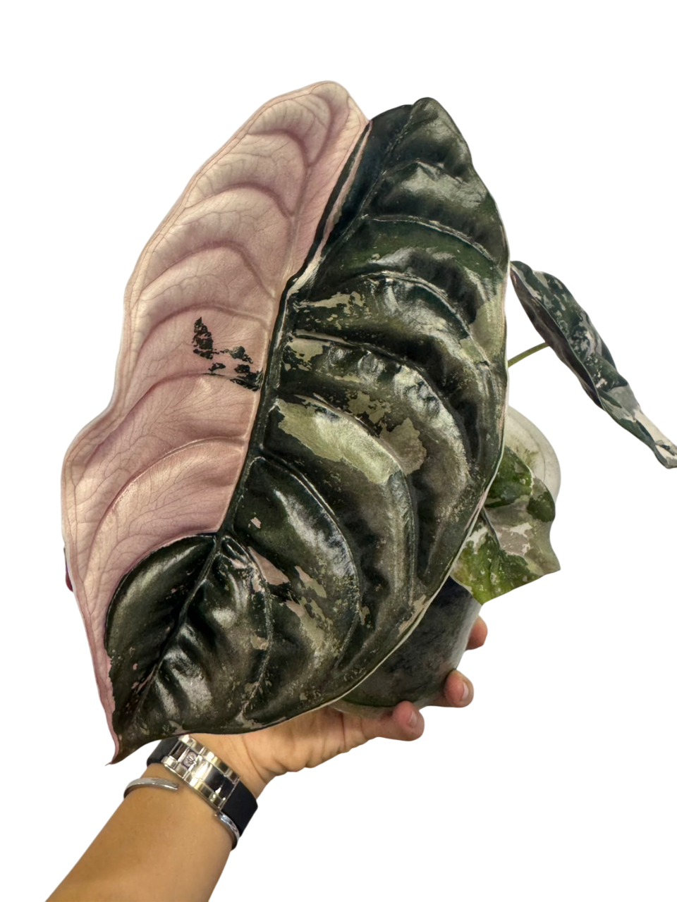 Alocasia Cuprea 'Red Secret Pink
