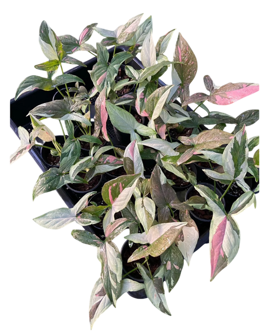 Syngonium chocolate Tricolor - Wholesale Bundle (Set of 10 Plants)