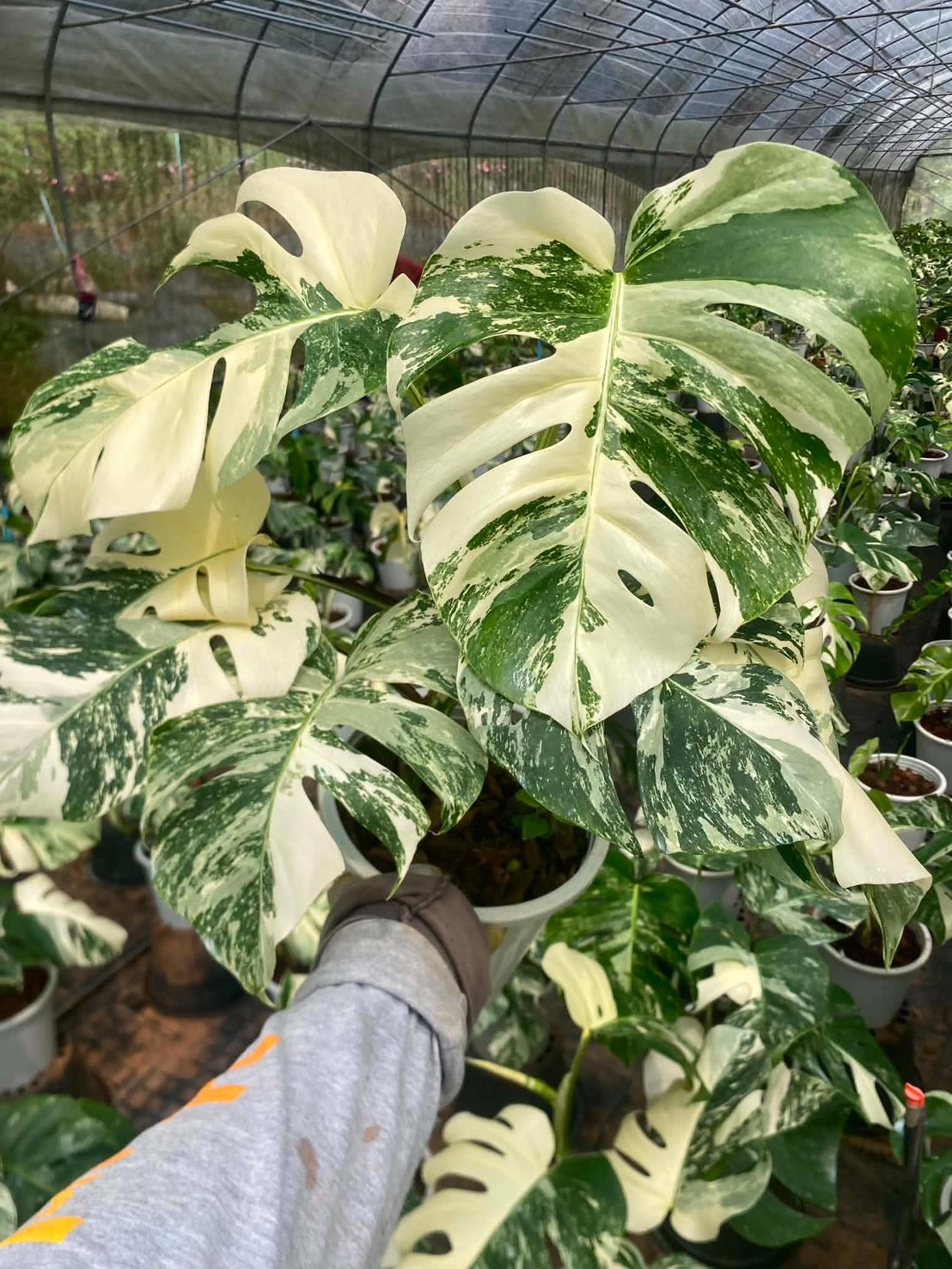 Monstera borsigiana ‘Albo Tiger’ Variegated – Set of 10 Plants