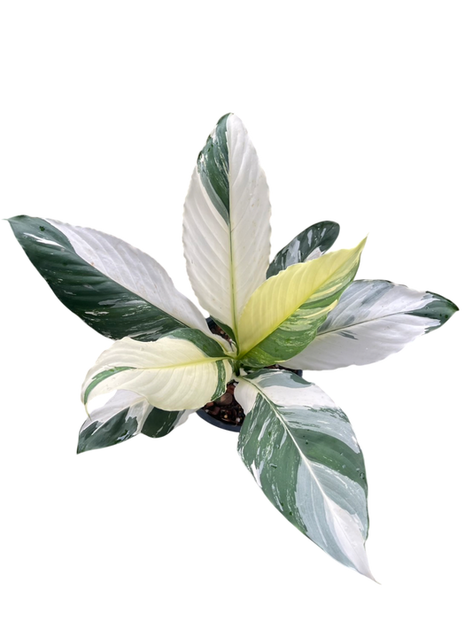 Spathiphyllum Sensation
Variegated