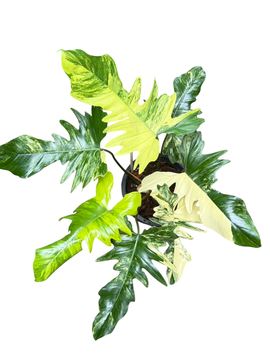 Philodendron Florida Beauty x Mayoi Variegated