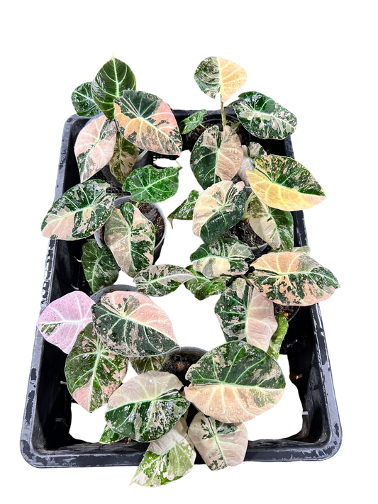 Alocasia Black Velvet Pink Variegated
