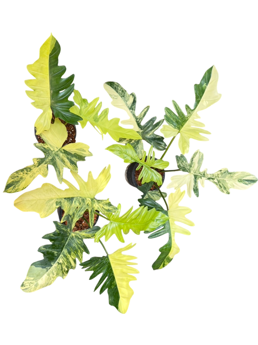 Philodendron Florida Beauty x Mayoi Variegated.Set of 3plants