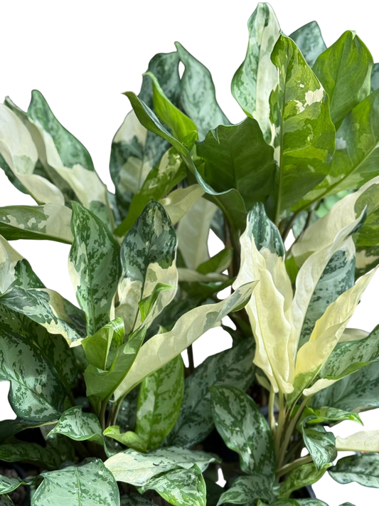 Aglaonema Manila Pride.Set of 3plants