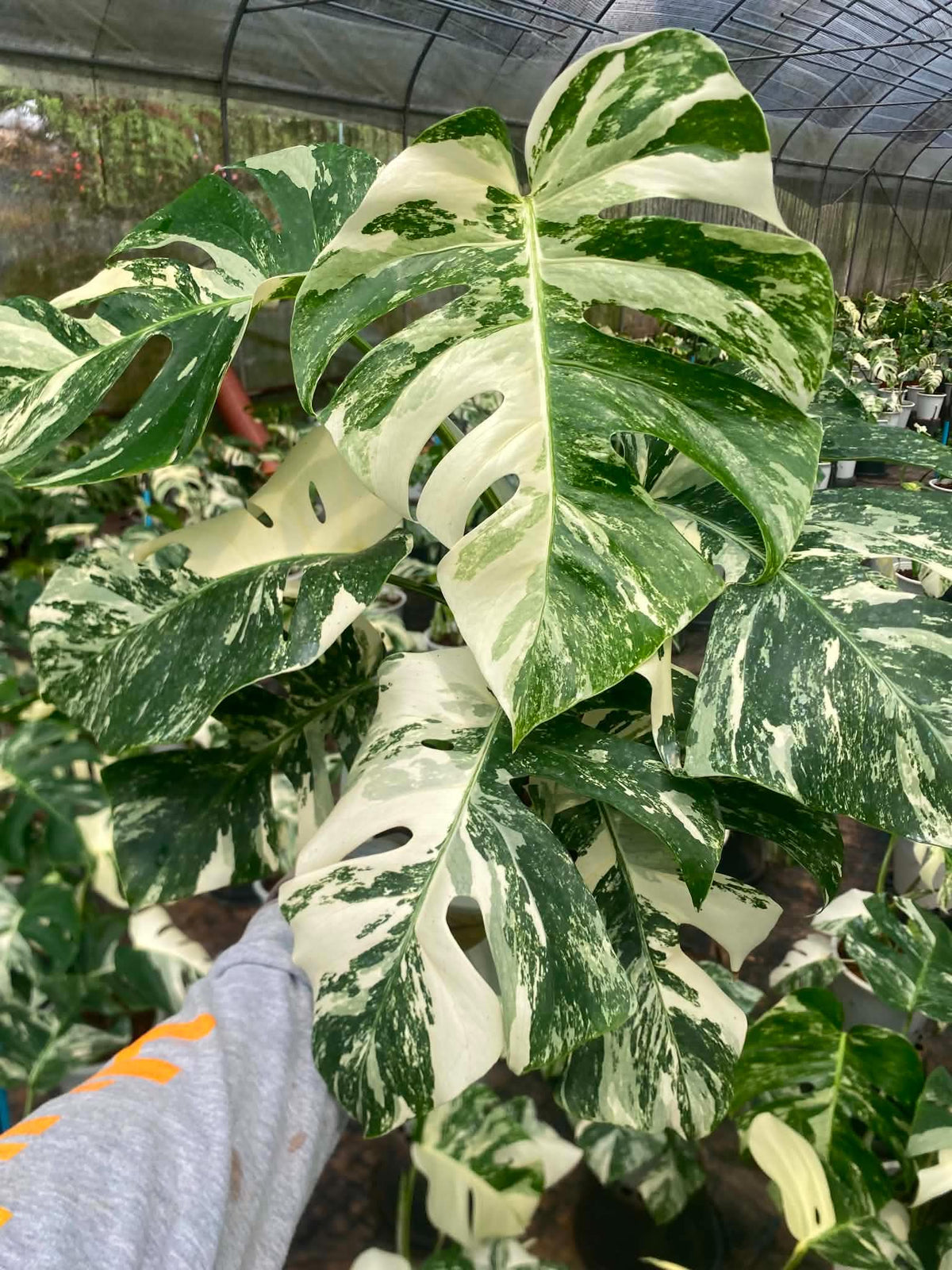 Monstera borsigiana ‘Albo Tiger’ Variegated – Set of 10 Plants