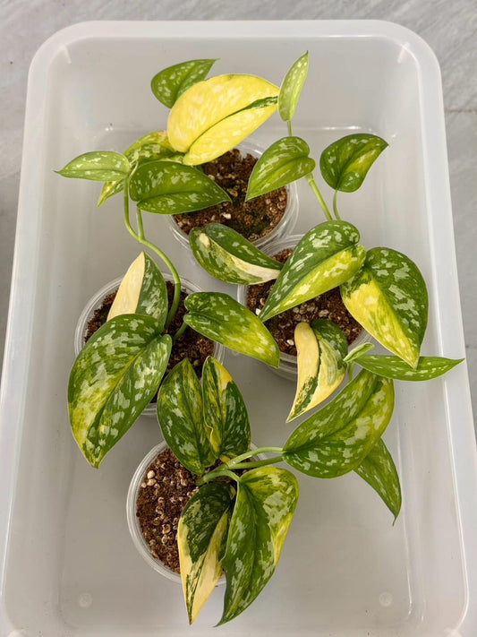 Scindapsus marahuyo variegated.Set of 4 plants