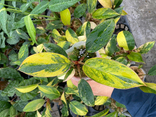 Philodendron Red Congo Variegated - Set of 10 Plants