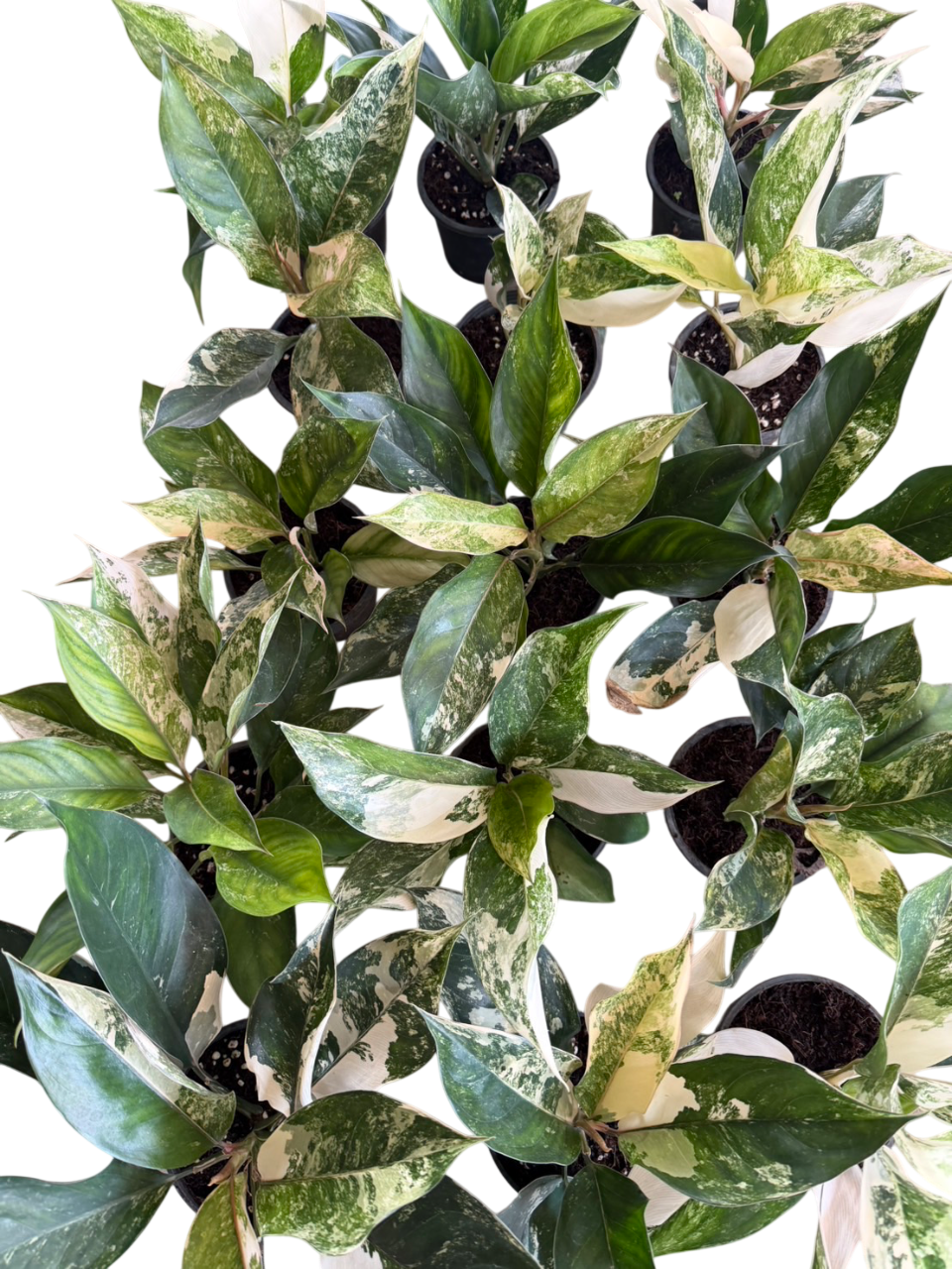 Aglaonema Siam Jade (Set of 5 Plants)