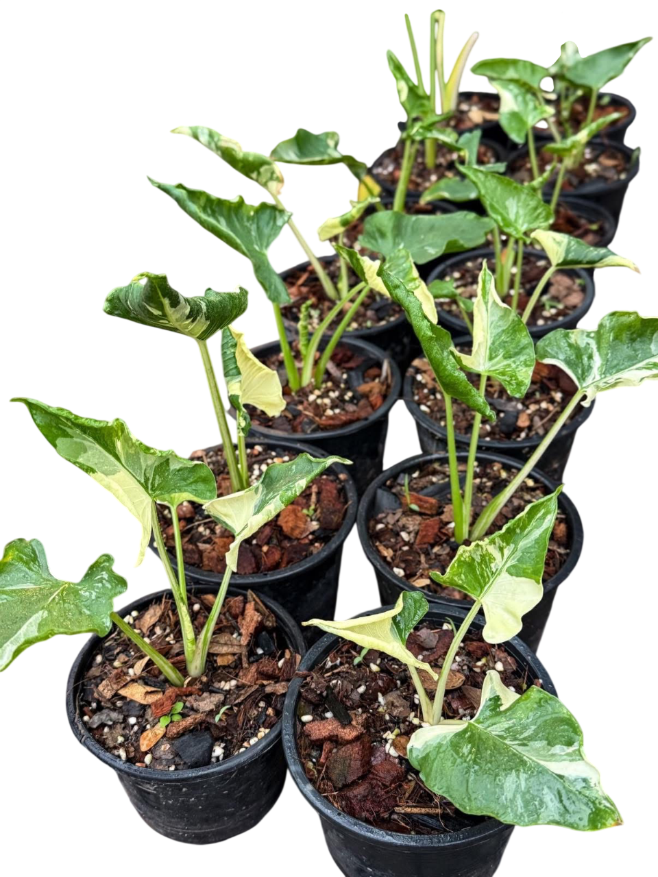 Alocasia cucullata crinkles
