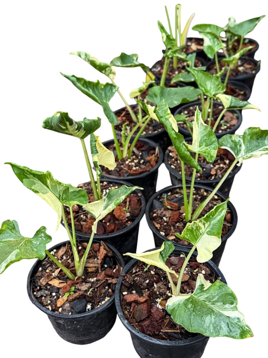Alocasia cucullata crinkles