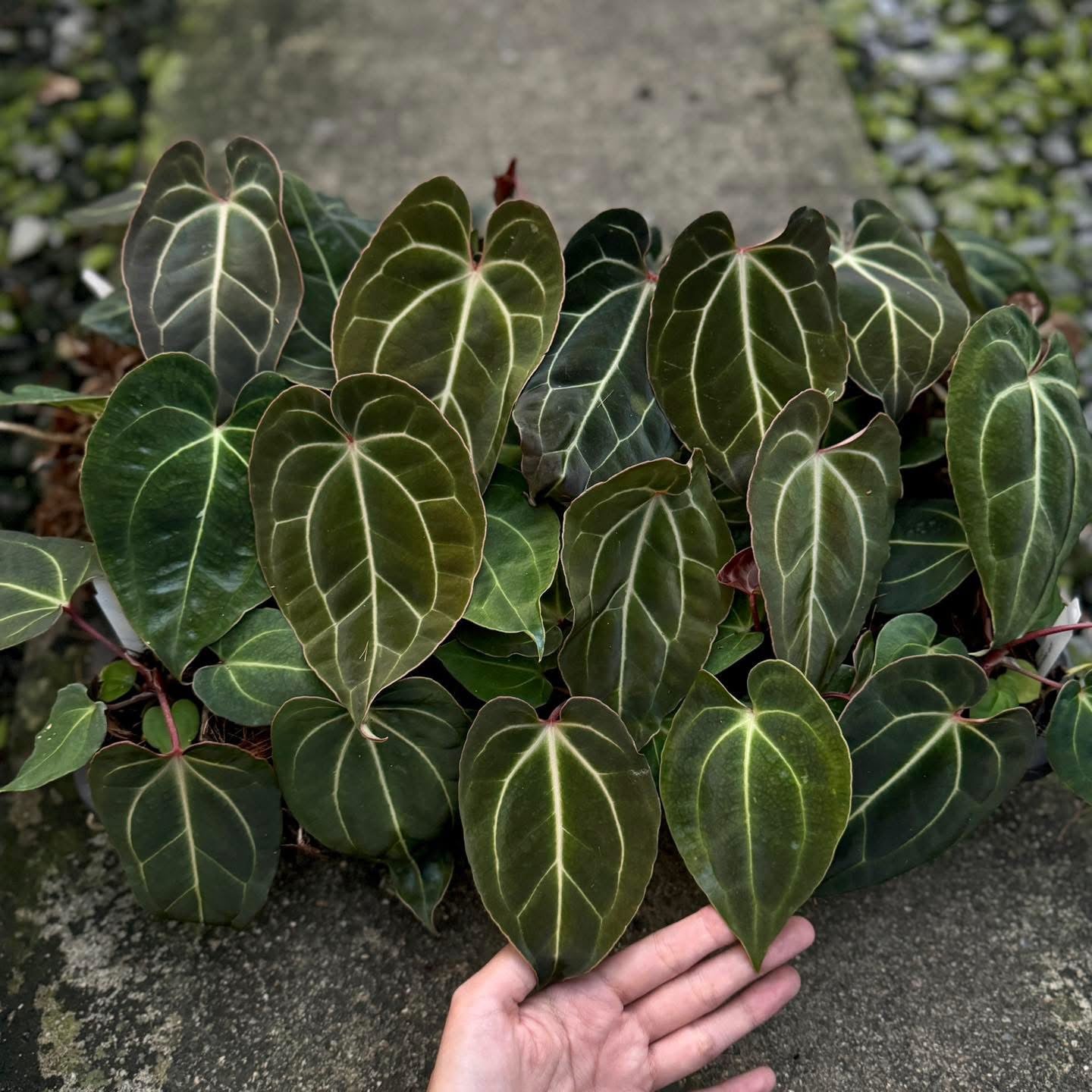 Anthurium Besseae aff x Besseae aff
-Set of 15 plants