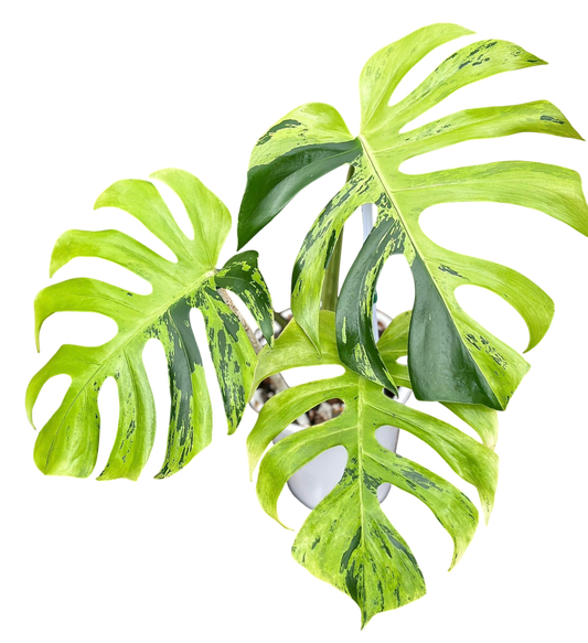 Monstera Deliciosa “Light Lime”