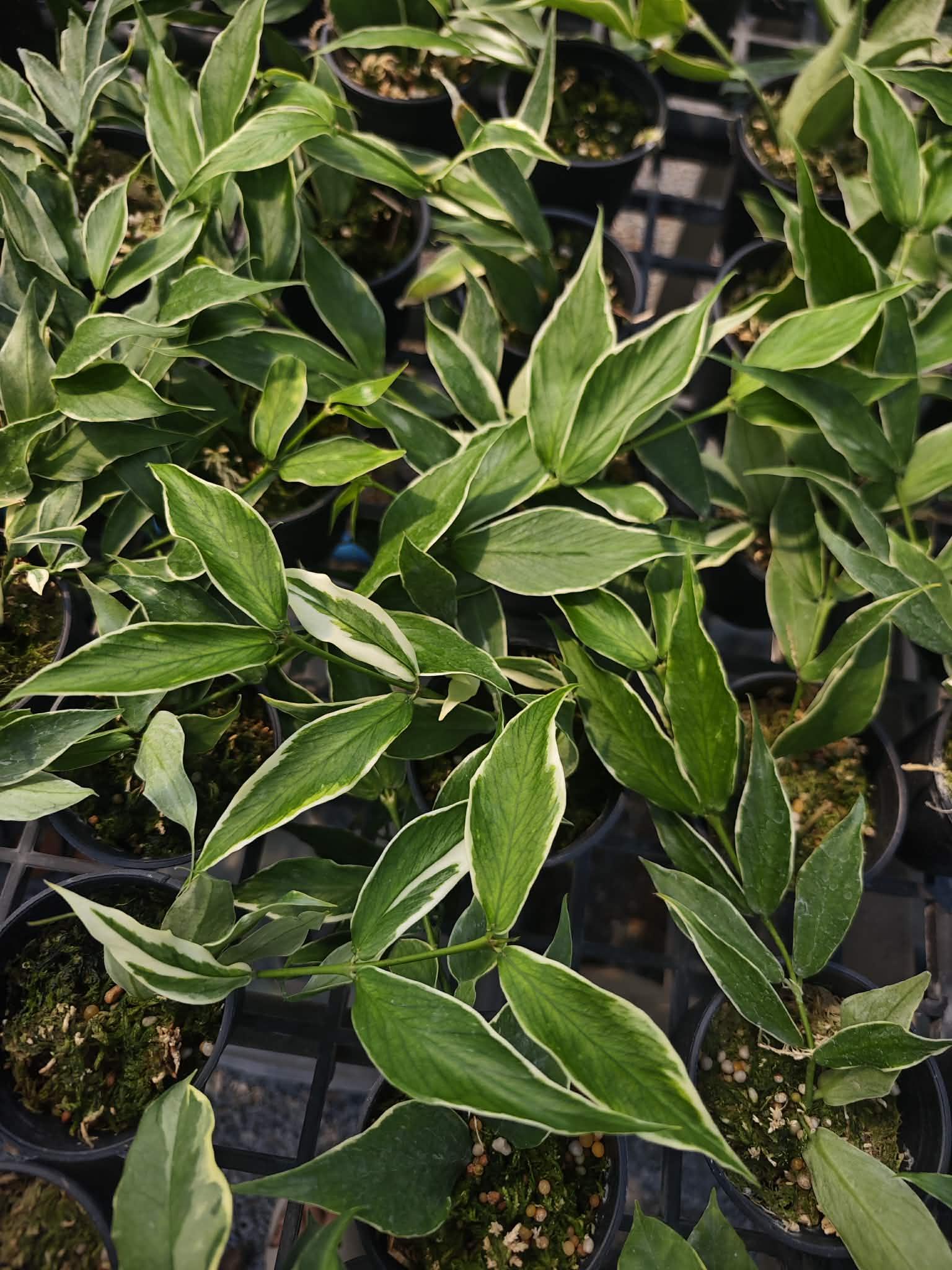 Hoya Polyneura Outer Variegated. Set of 10 plants – Lucky Plants