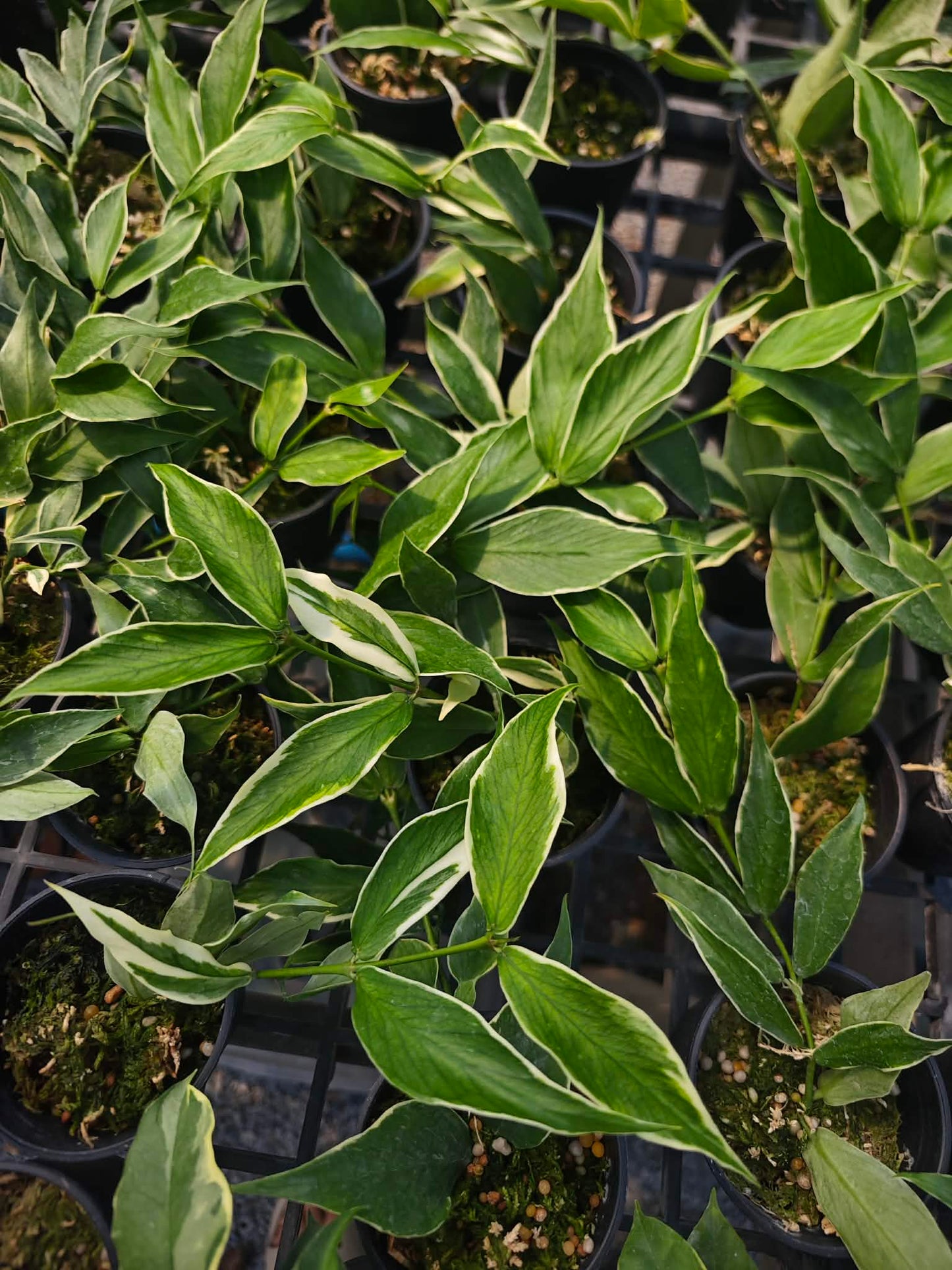 Hoya Polyneura Outer Variegated. Set  of 10 plants