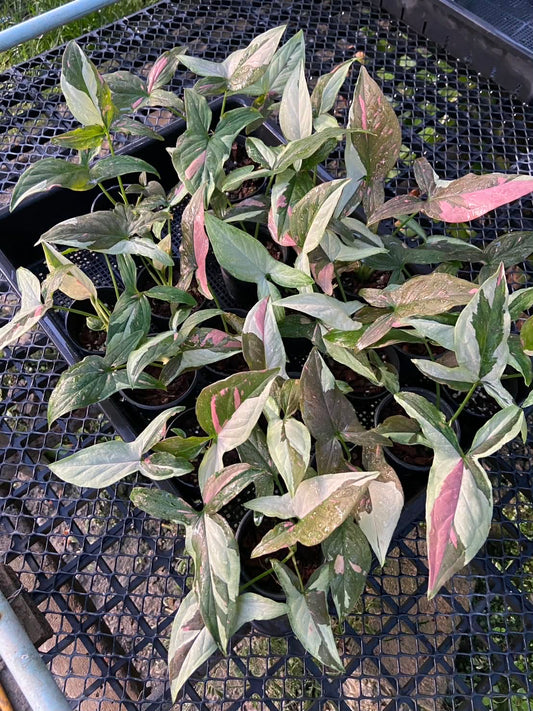 Syngonium Tricolor chocolate-Set of 10 plants