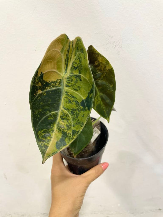 Alocasia sedenii aurea var.