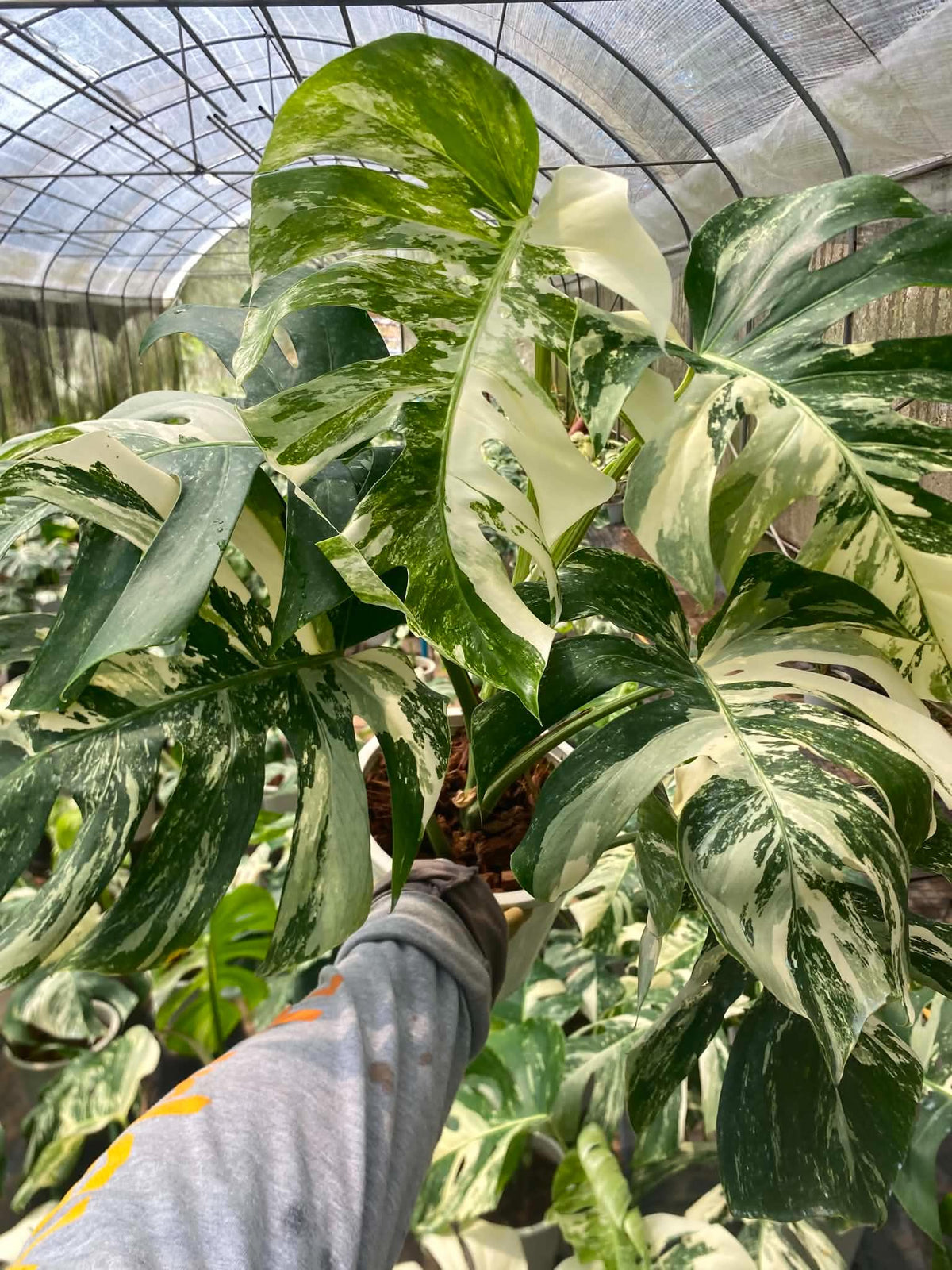 Monstera borsigiana ‘Albo Tiger’ Variegated – Set of 10 Plants