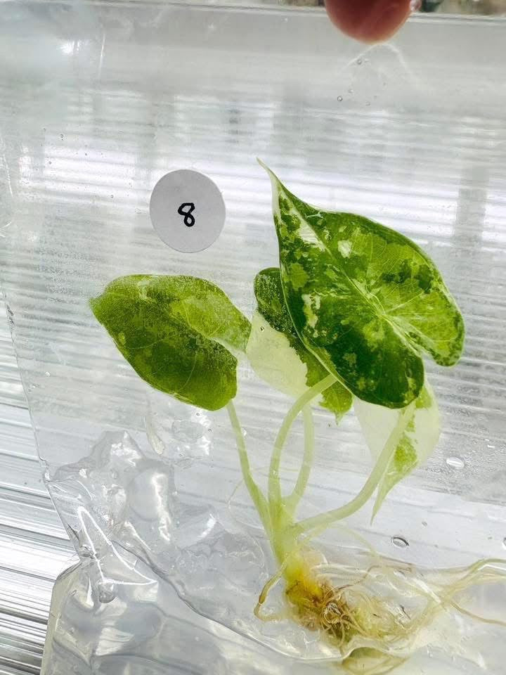 Alocasia Frydek Variegated – Tissue Culture | Set of 100 Plants
