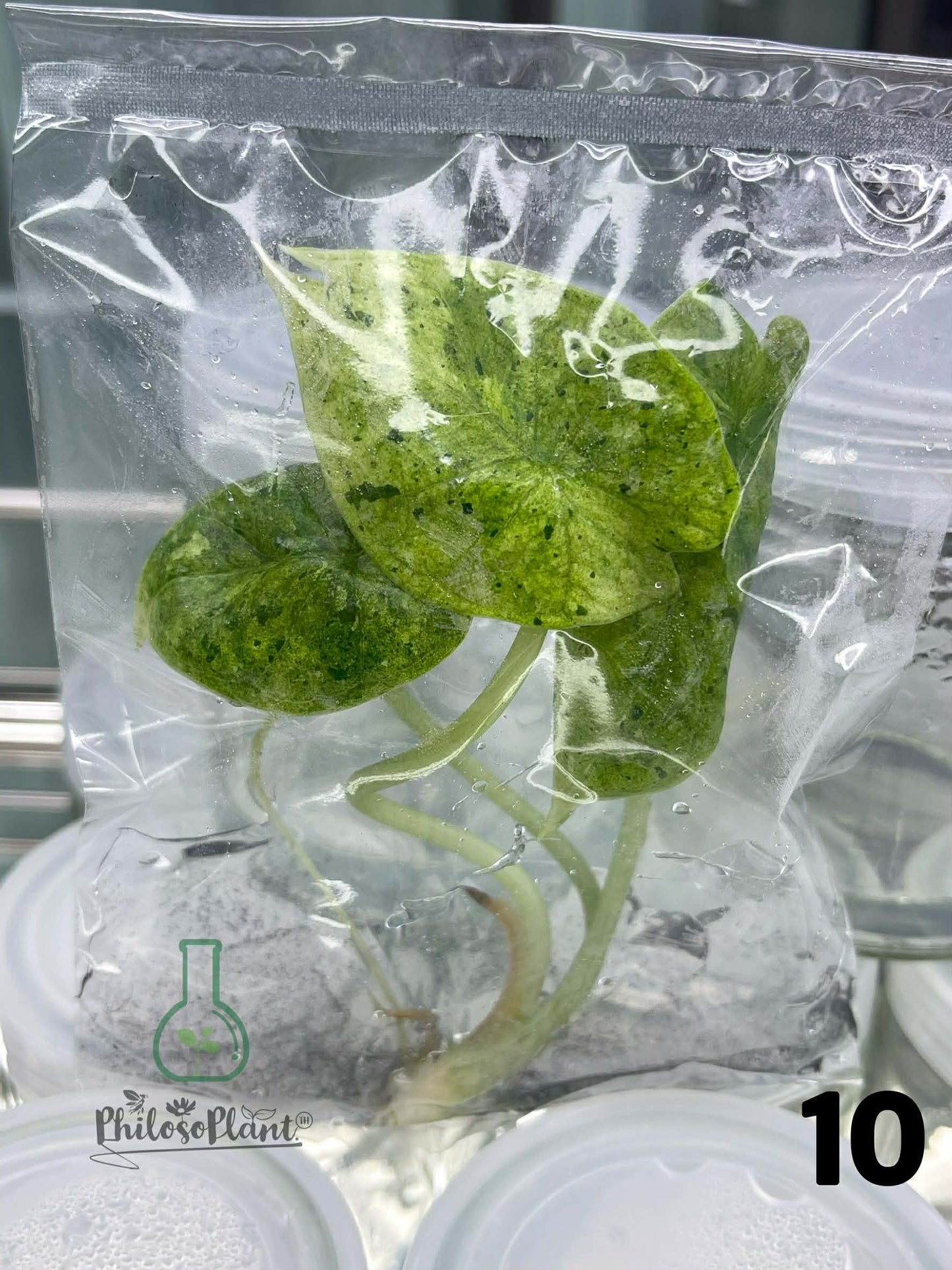 Alocasia Dragon Scale Mint – Tissue Culture (Set of 30)