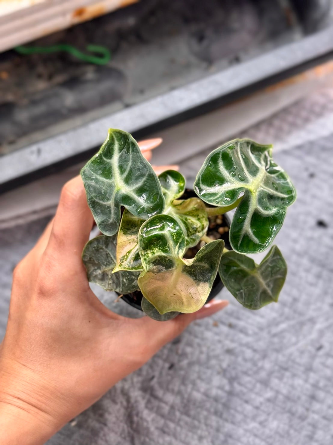 Alocasia Heart Balloon Pink Variegated (Set of 5)