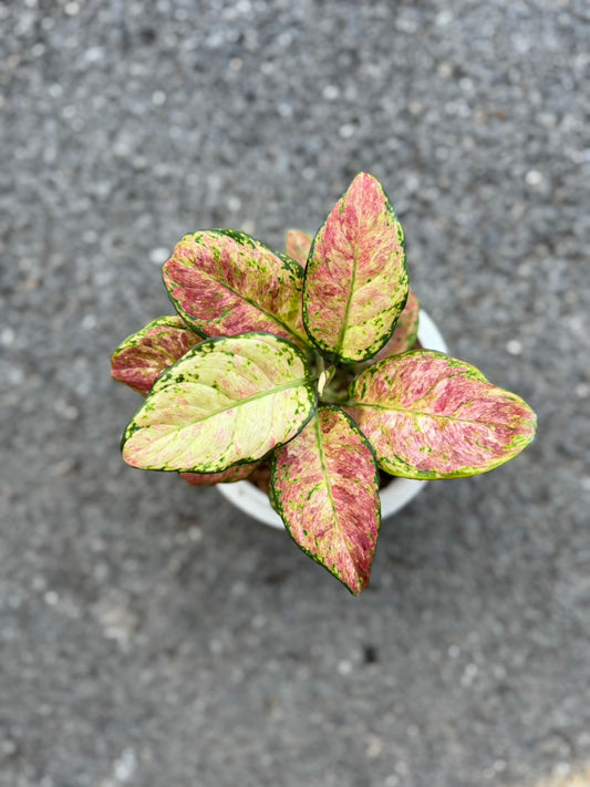 Aglaonema black maroon mutation