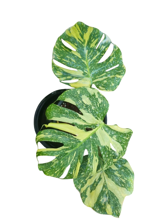 Monstera Deliciosa “Electro Light (Electrolight)” – Actual Plant (Rare Collector’s Edition)