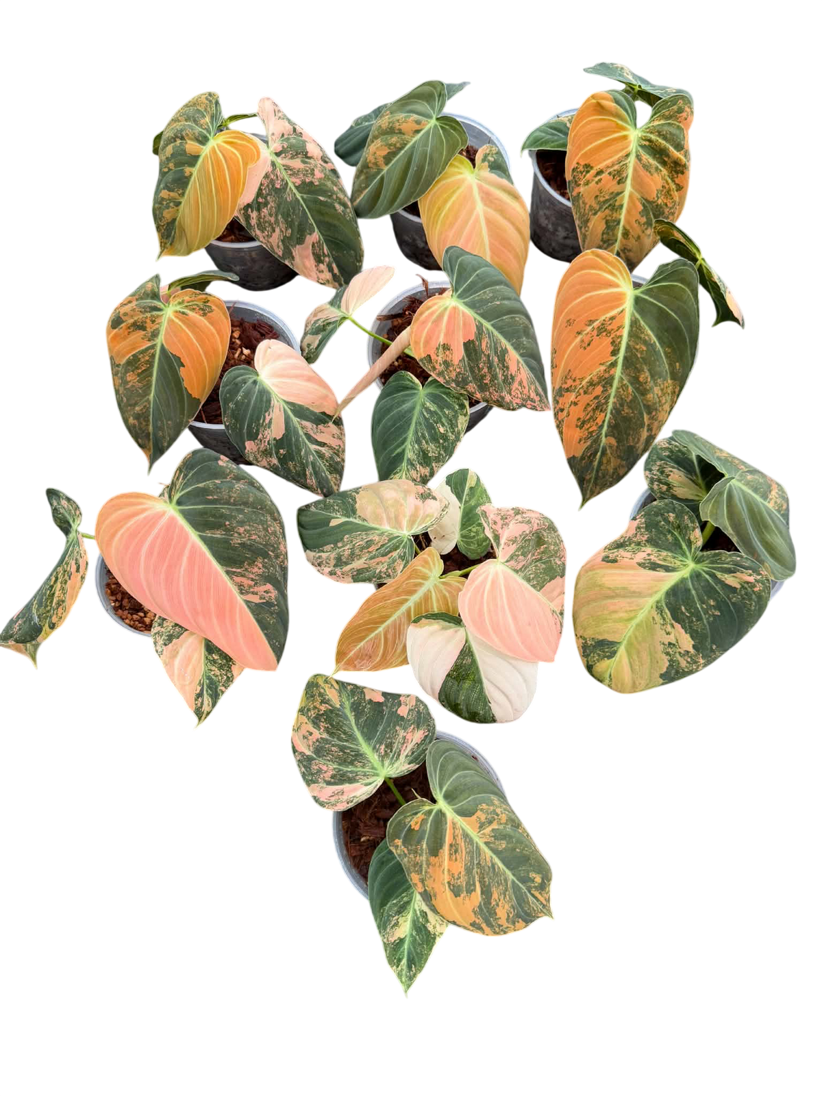 Philodendron Melanochrysum Orange Variegated
