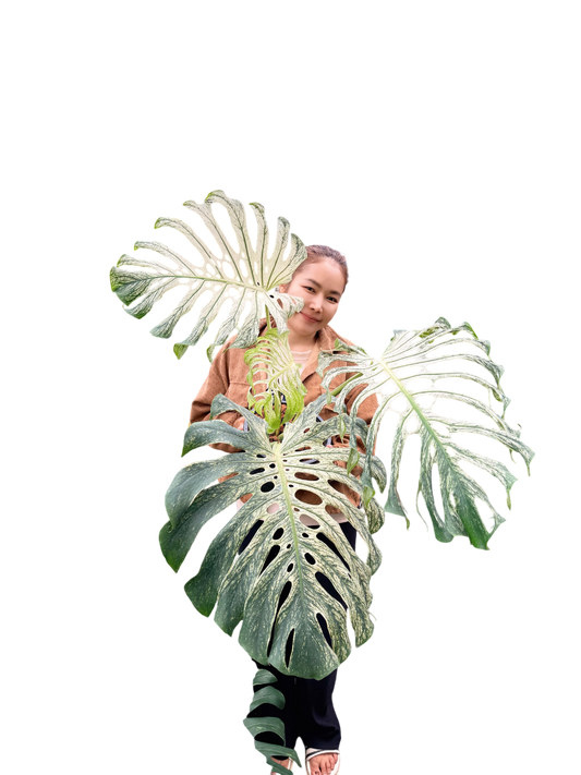 MONSTERA Deliciosa “DEVIL MONSTER”