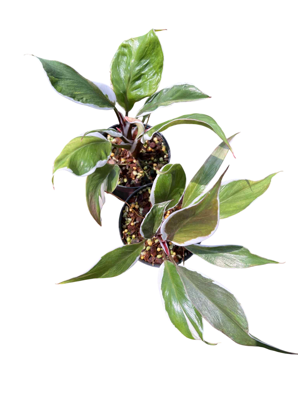 Philodendron white knight mutation (Set of 10 plants)