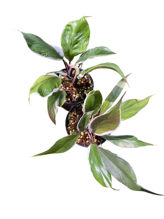 Philodendron white knight mutation (Set of 10 plants)