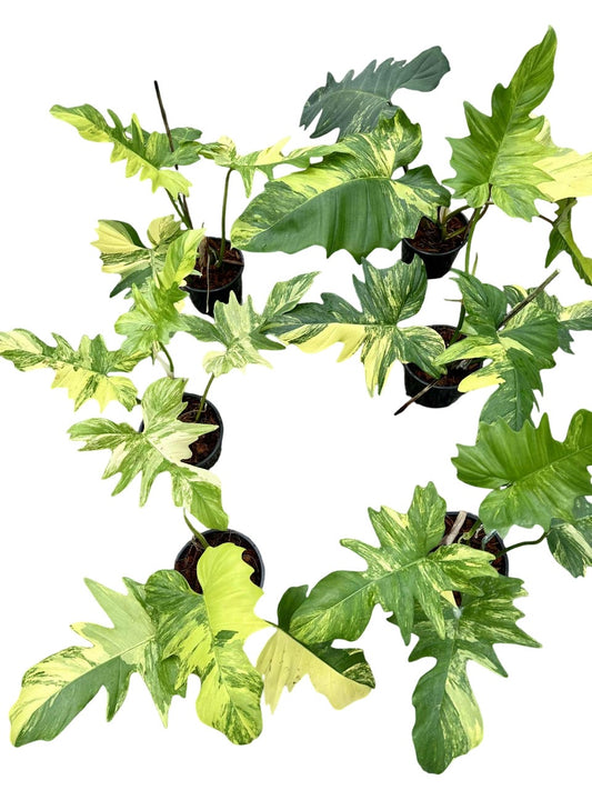 Philodendron Florida Beauty x Mayoi Hybrid Variegated