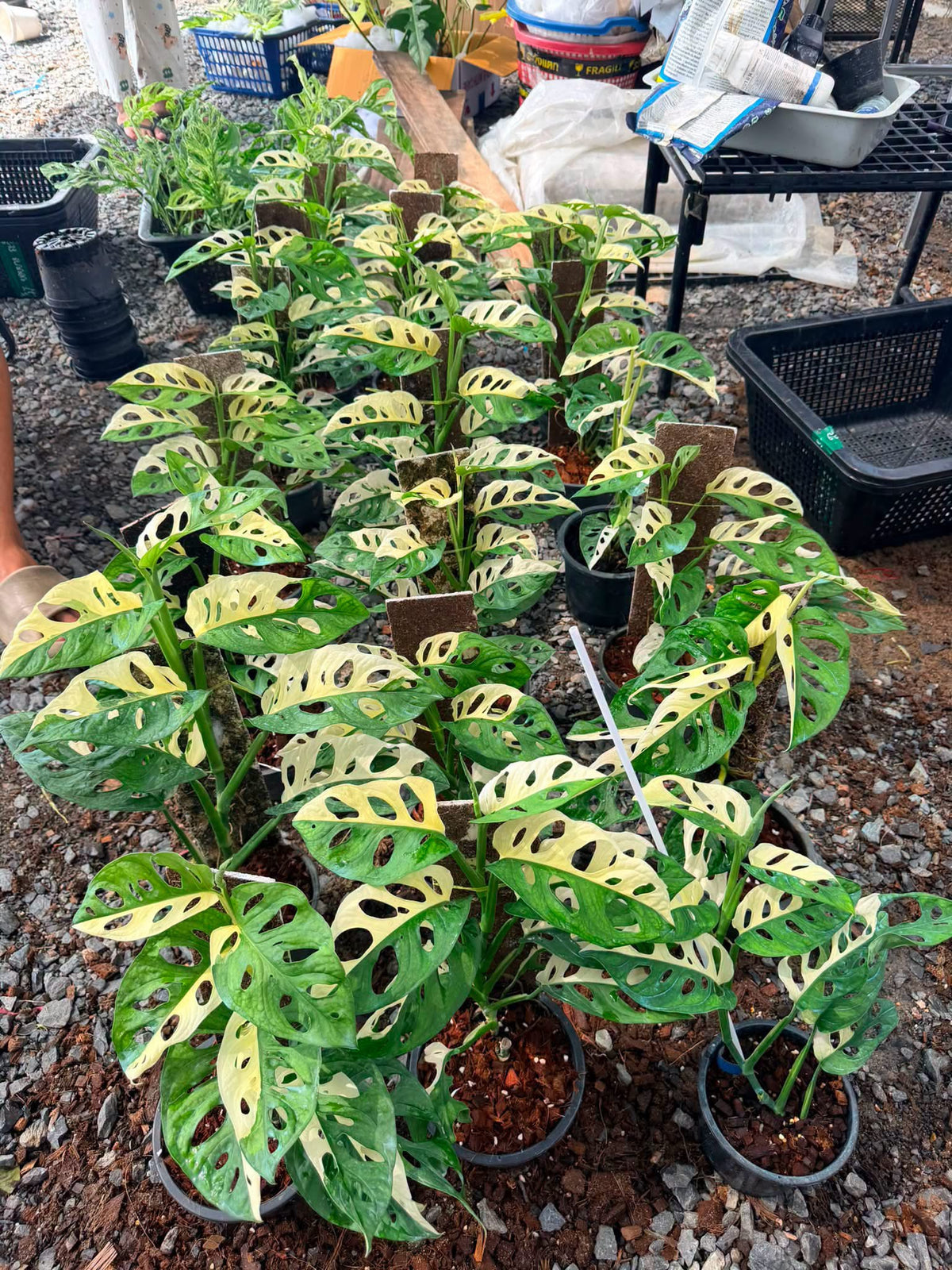 Monstera adansonii albo halfmoon -Set of 10 plants