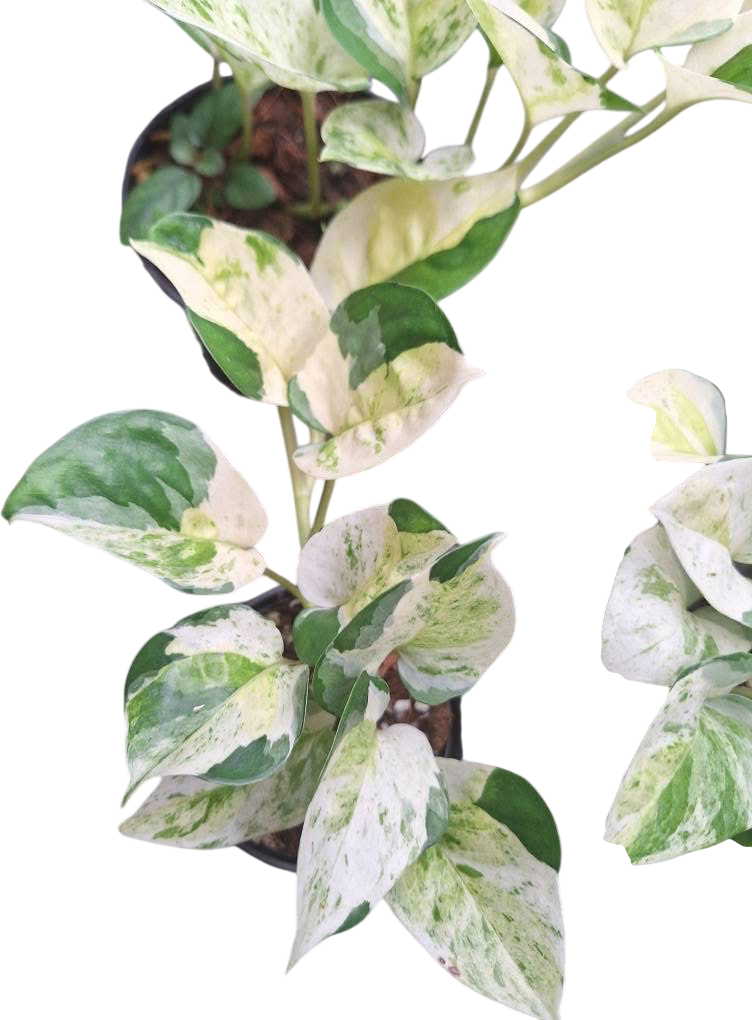 Epipremnum Pothos Global Japan variegated - Set of 10 Plants