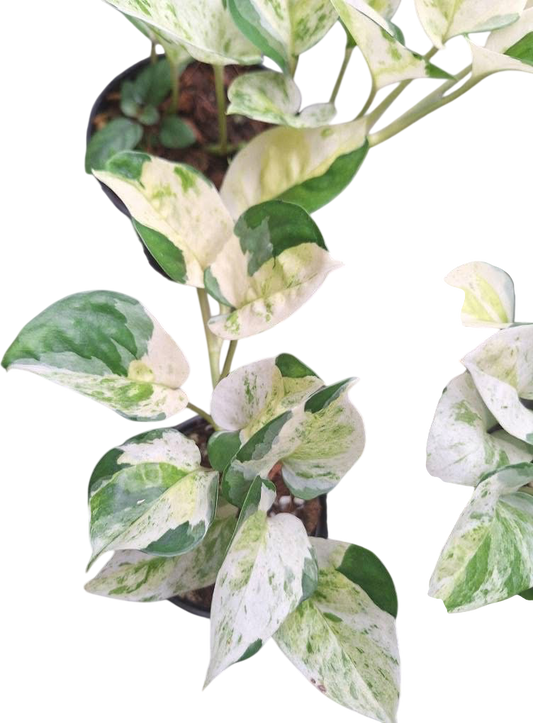 Epipremnum Pothos Global Japan variegated - Set of 10 Plants