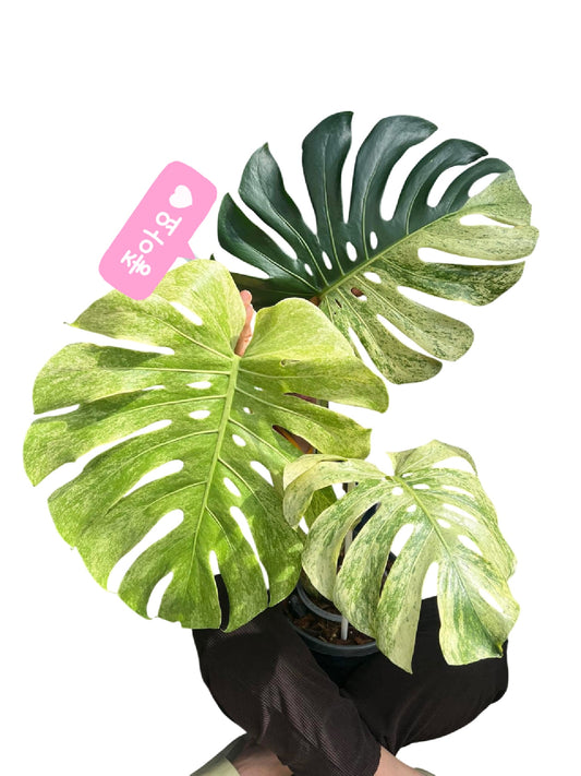 Monstera Deliciosa “White Tear” Varieties