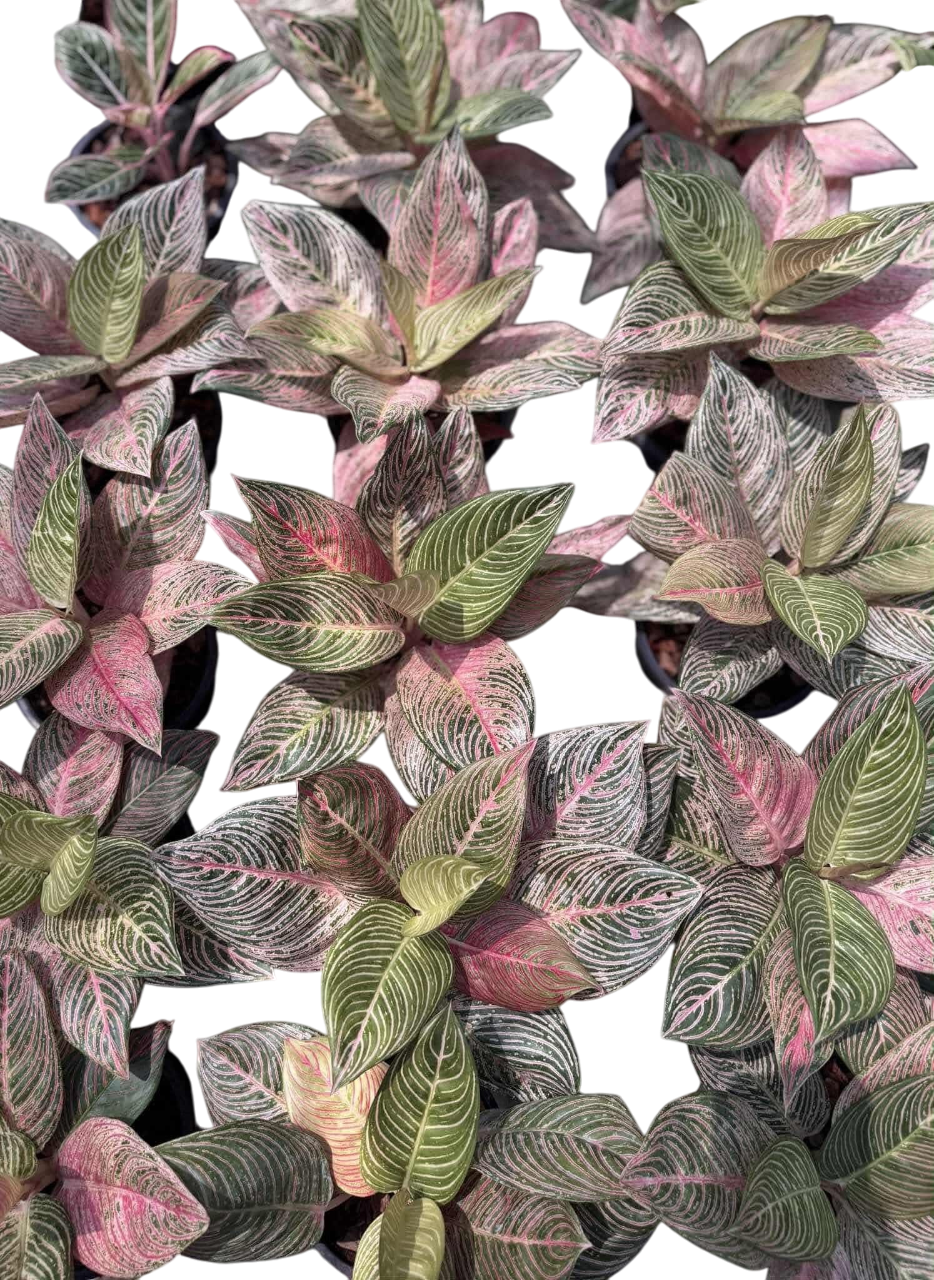 Aglaonema Golden Hope