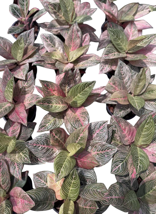 Aglaonema Golden Hope