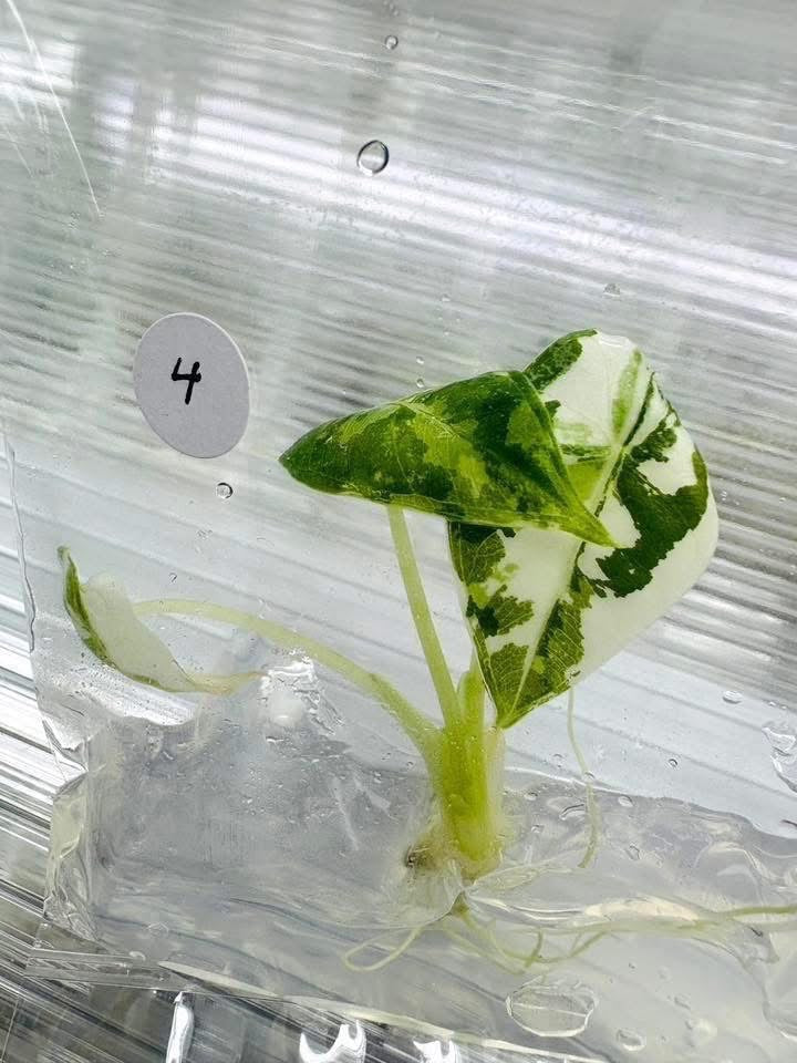 Alocasia Frydek Variegated – Tissue Culture | Set of 100 Plants