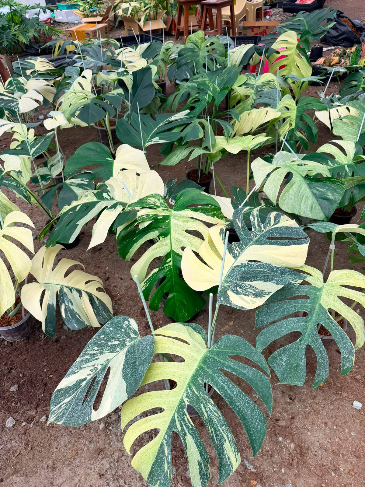 Monstera Borsigiana Mint NOID - Wholesale of 5 Plants