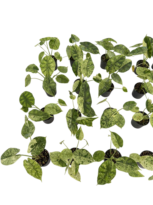 Alocasia Dragon Scale mint Variegated - Set of 5 Plants