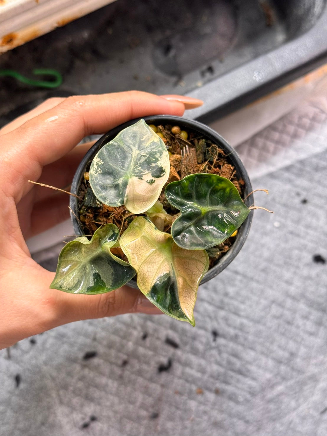 Alocasia Heart Balloon Pink Variegated (Set of 5)