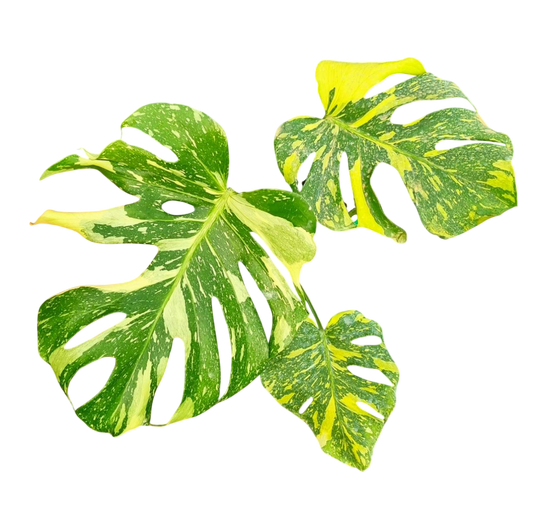 Monstera Deliciosa “Electro Light (Electrolight)” – Actual Plant (Rare Collector’s Edition)