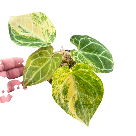 Anthurium Crystallinum Variegated