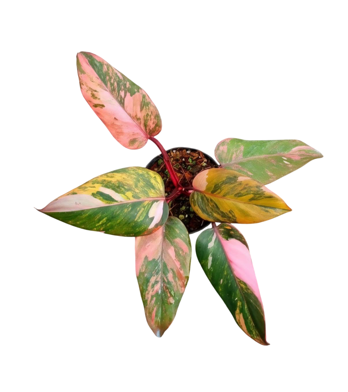 Philodendron pink princess tricolor var.