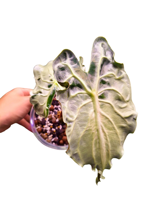 Alocasia “Venom”