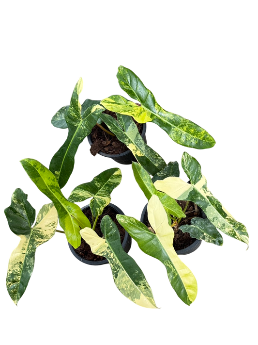 Philodendron Jennifer (Billietiae × Florida Beauty) — Set of 3 Plants
